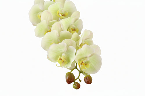 7 Phalaenopsis Head Artificial Flowers