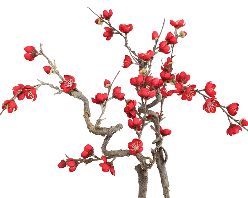 Chinese Cherry Blossom
