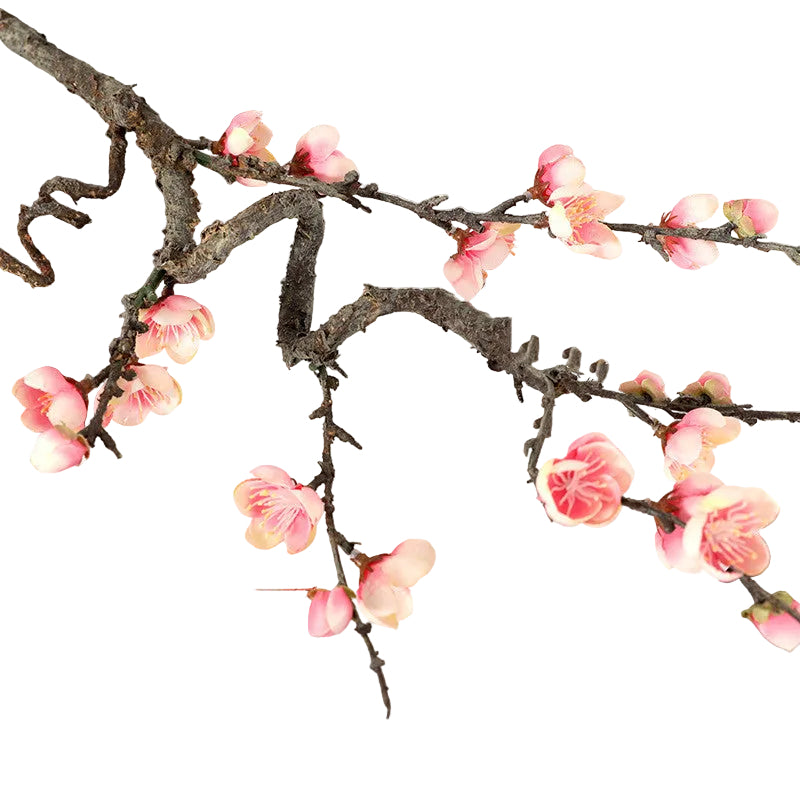 Chinese Cherry Blossom