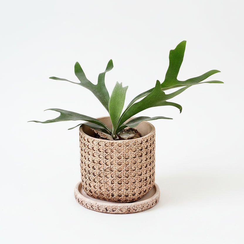 Woven Bamboo Plant Pot