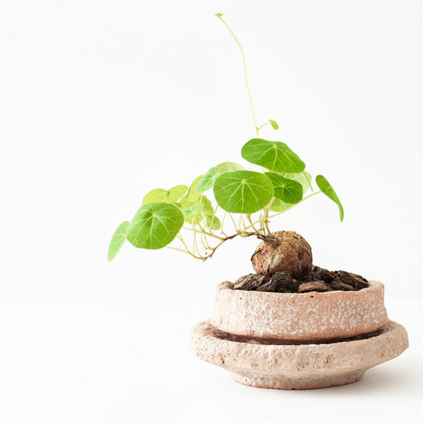 Burning Ceramic Flowerpot